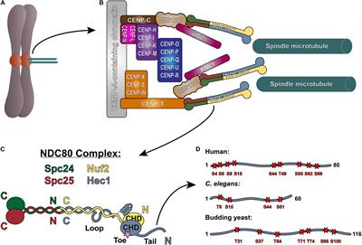 Hec1/Ndc80 Tail Domain Function at the Kinetochore-Microtubule Interface